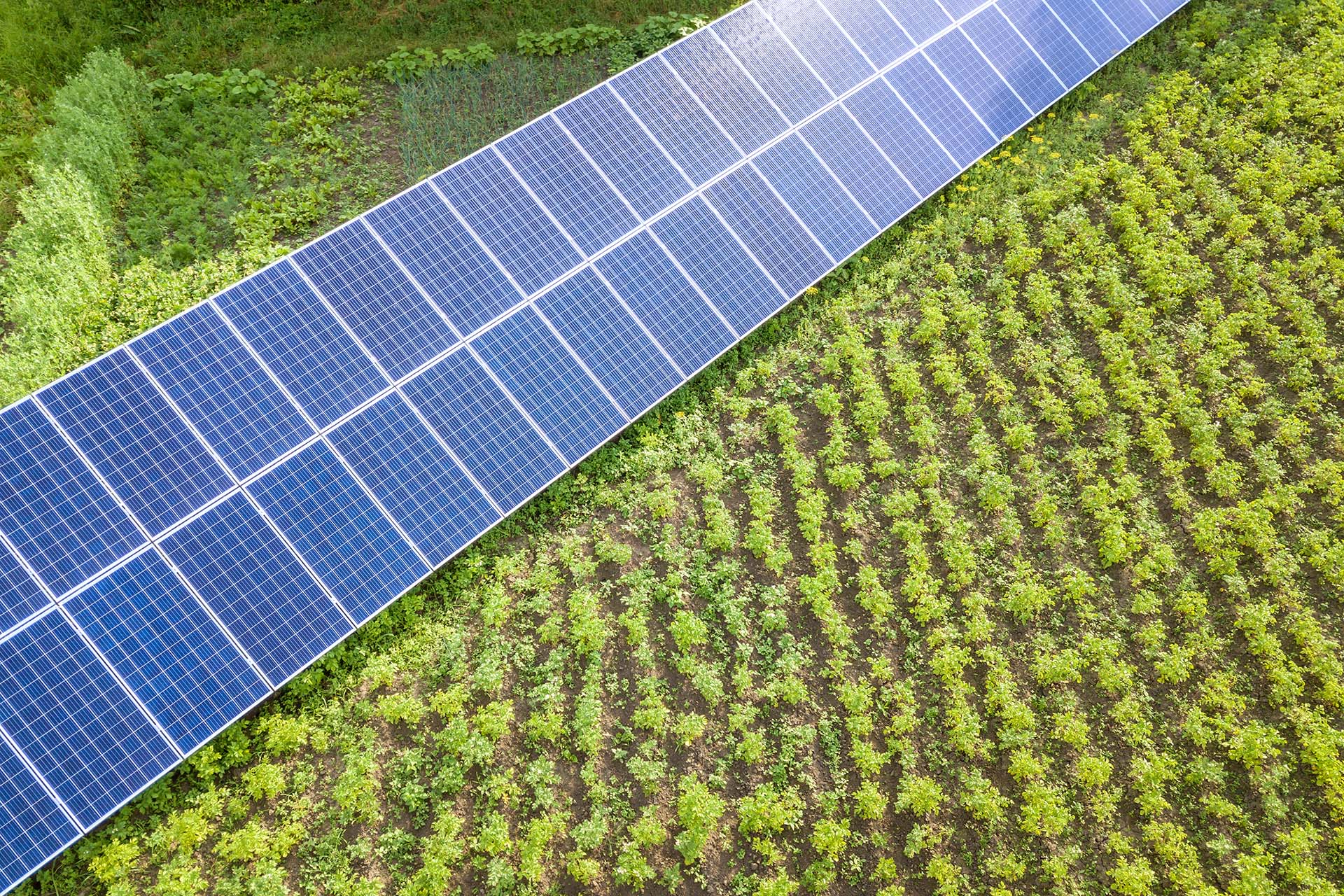 blue-solar-panels-for-clean-energy-on-green-grass