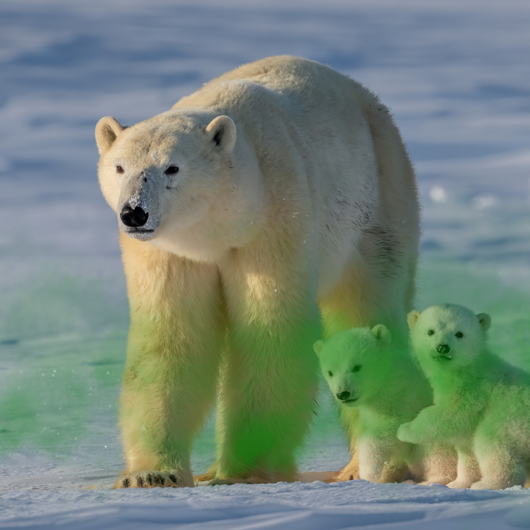 Adult polar bear with two cubs, overlaid with a toxic cloud
