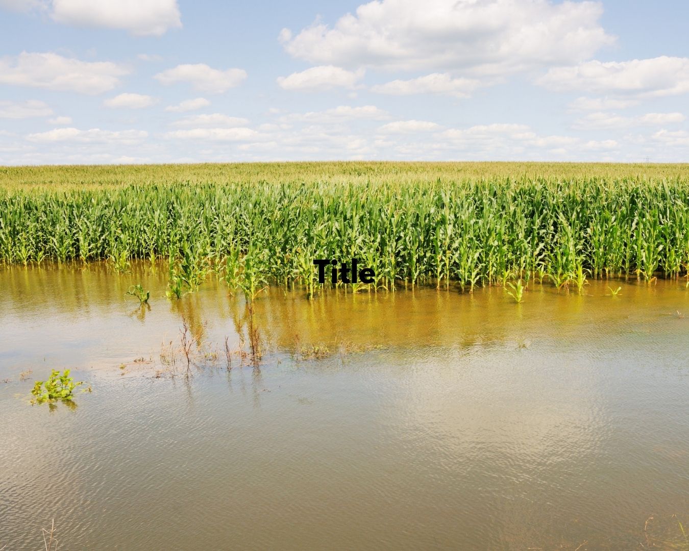 NOAA Weather Blog Post Header Image photo of flooded corn field symbolizing the effects of flooding on our economy and state and the need for accurate weather prediction