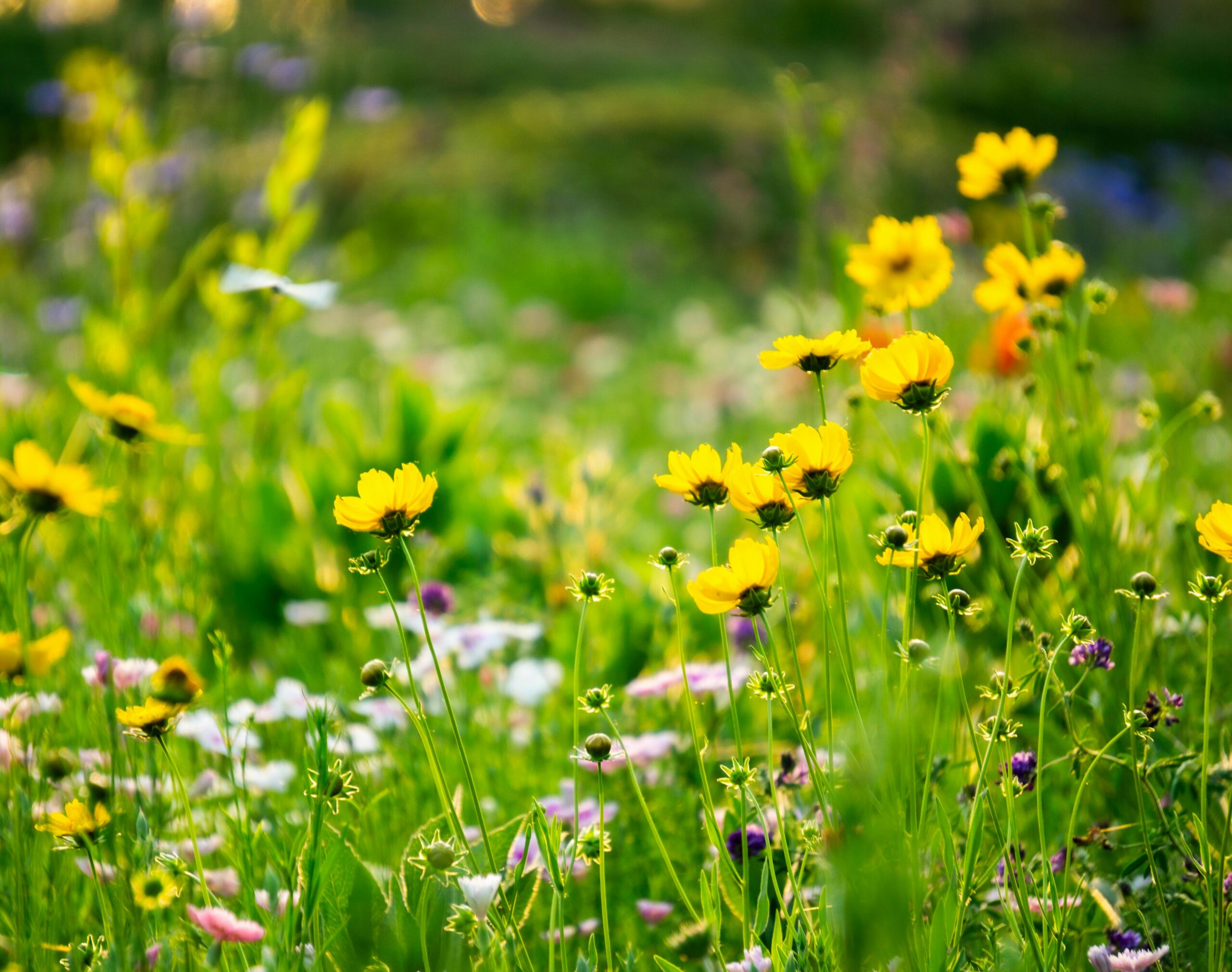 photo of wildflowers in a field meant to symbolize the kinds of activities someone participating in the Hoosier Stewards program might engage in